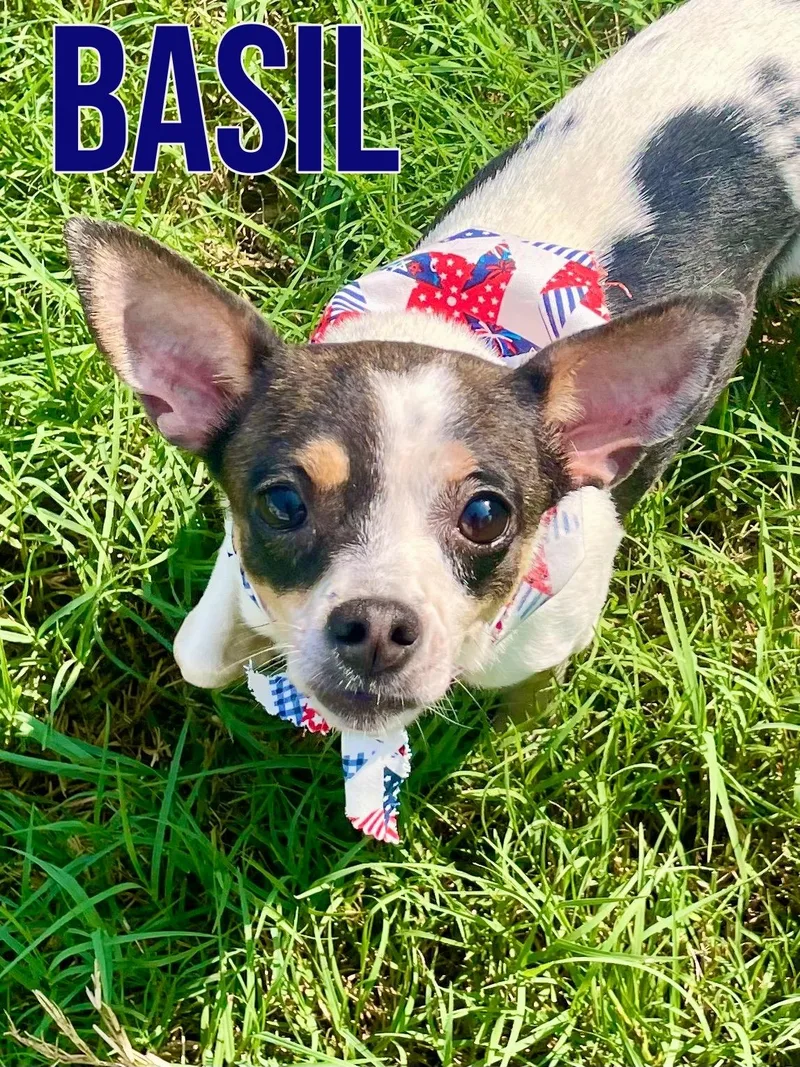 Basil in Texarkana TX thumbnail 3