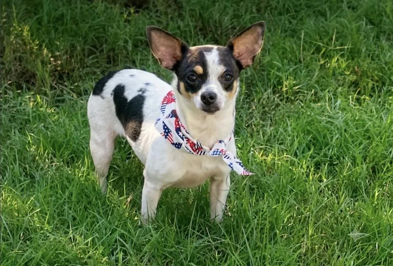 Basil in Texarkana TX thumbnail 4