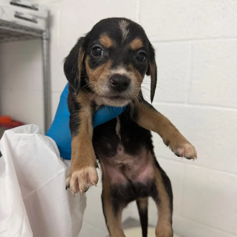 A baby medium-sized male Black Shepherd dog named Roly Poly for adoption in Edinburg, TX
