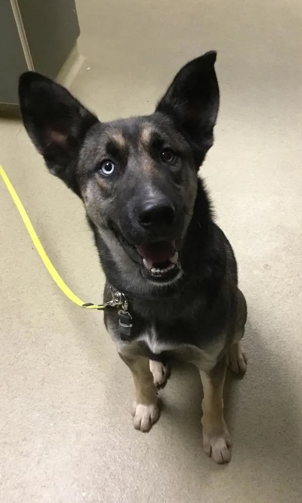 A senior large-sized male German Shepherd Dog dog named Dozer for adoption in Escondido, CA