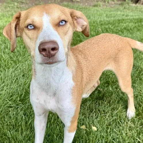 An adult medium-sized female Yellow / Tan / Blond / Fawn Australian Shepherd dog named Esther for adoption in Dayton, OH