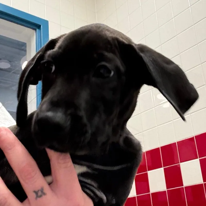 A baby small-sized male Black Coonhound dog named Heath for adoption in Nashville, TN