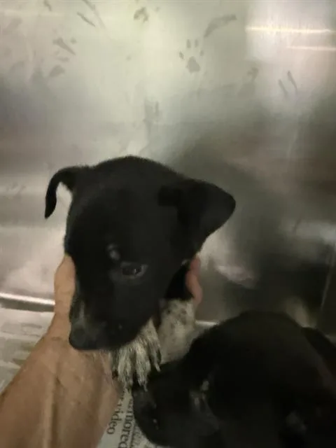 A baby small-sized female Pit Bull Terrier dog named Lenny for adoption in Bakersfield, CA