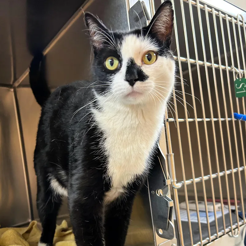 An adult medium-sized male Black Domestic Short Hair cat named Angus for adoption in Lindon, UT