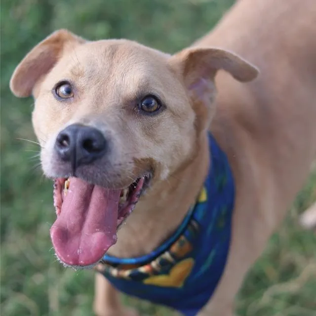 An adult medium-sized male Labrador Retriever dog named Beta for adoption in San Antonio, TX