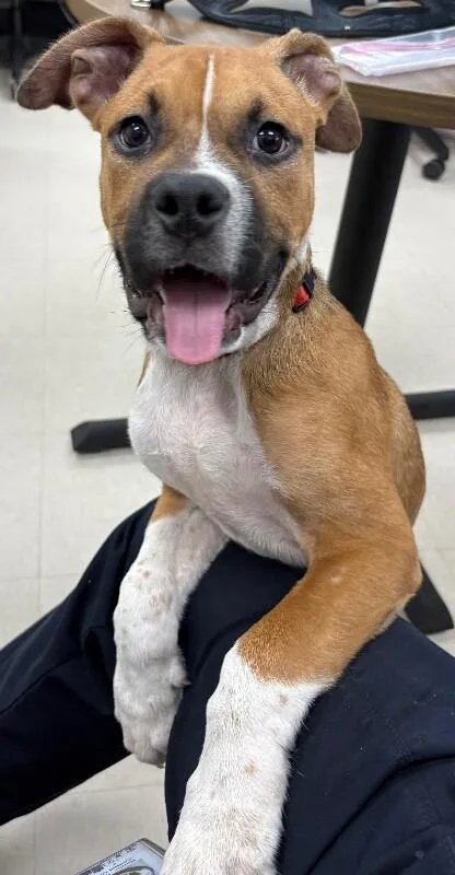 A young medium-sized male Brown / Chocolate Boxer dog named Guppy for adoption in Katy, TX