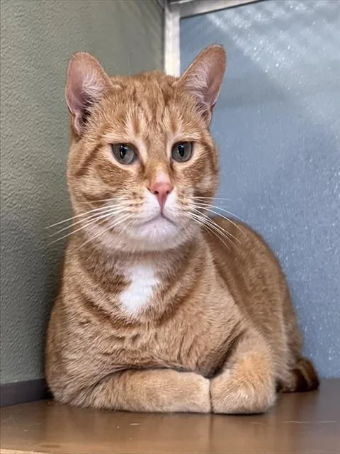 An adult small-sized male Domestic Short Hair cat named Alfie for adoption in Westminster, MD