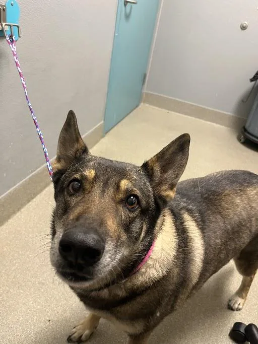An adult large-sized female German Shepherd Dog dog named Sienna for adoption in Las Vegas, NV