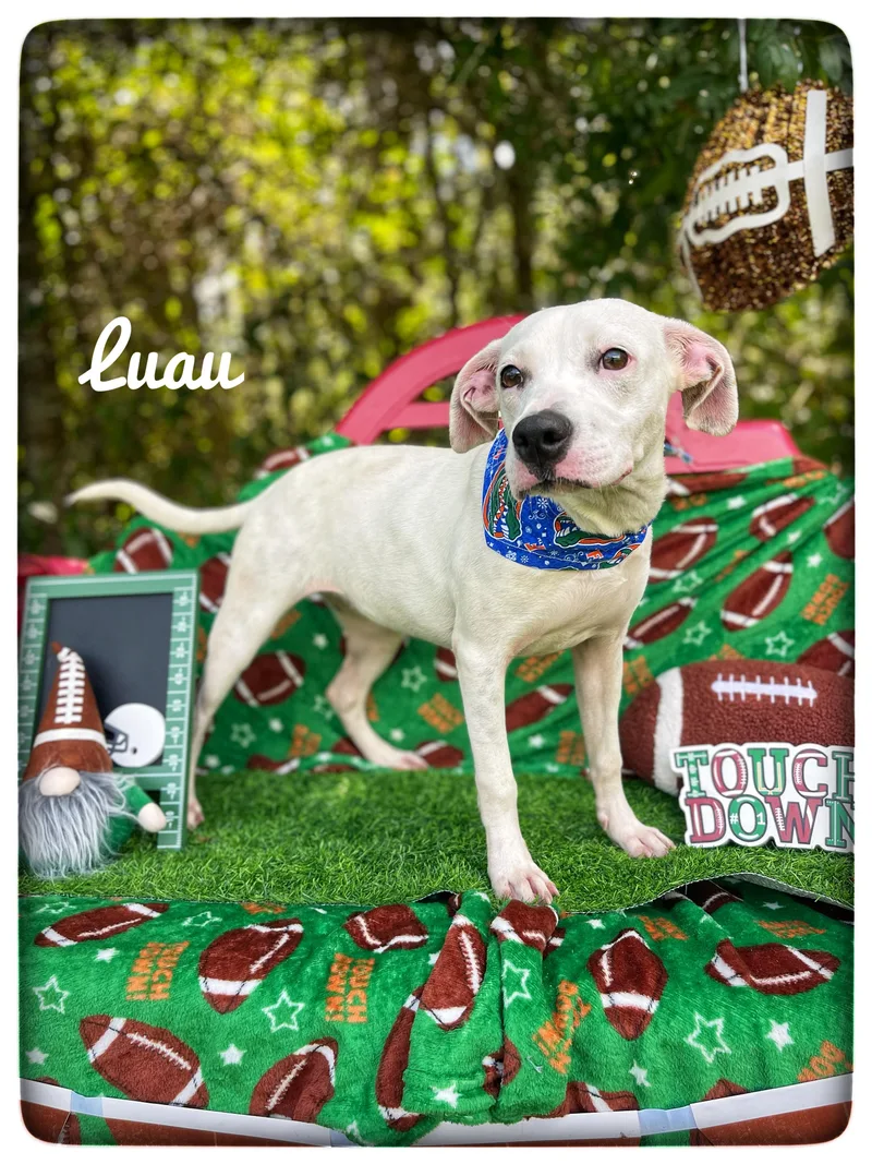 Luau thumbnail 5