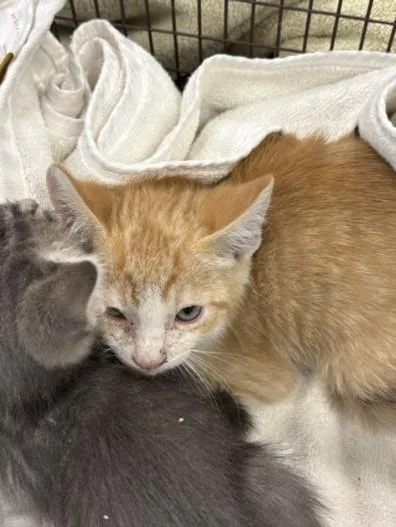 A baby small-sized male Domestic Short Hair cat named Ron for adoption in Chatsworth, CA