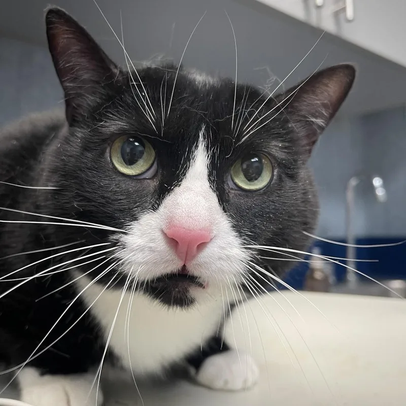 An adult extra large-sized female Black Domestic Short Hair cat named Isbel for adoption in Shawnee, KS