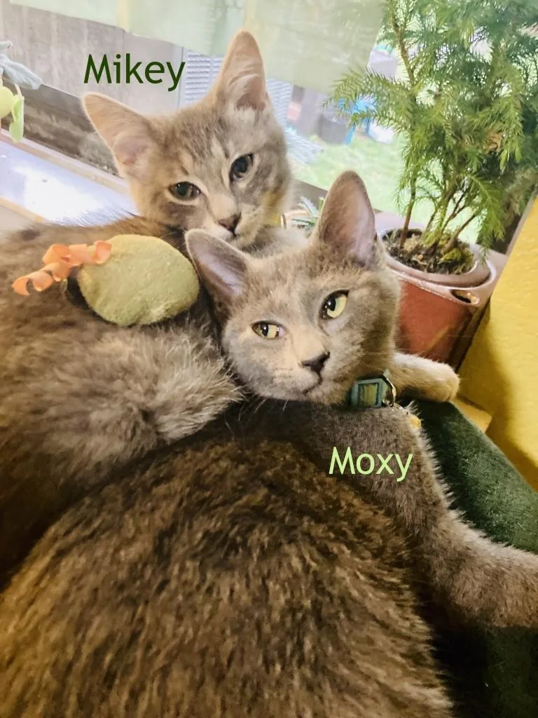 Mikey Day thumbnail 4