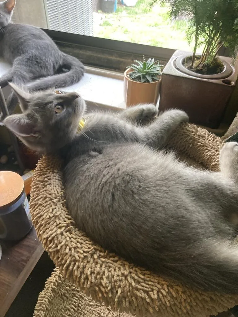 Mikey Day thumbnail 5