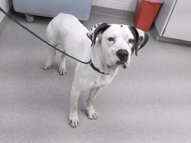 An adult large-sized male Mastiff dog named Hogan for adoption in Omaha, NE
