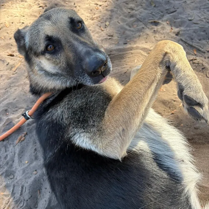 An adult medium-sized female German Shepherd Dog dog named Cici for adoption in Lake Panasoffkee, FL