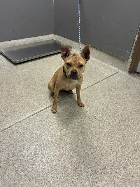 An adult large-sized female Pit Bull Terrier dog named Hailey for adoption in Tallahassee, FL