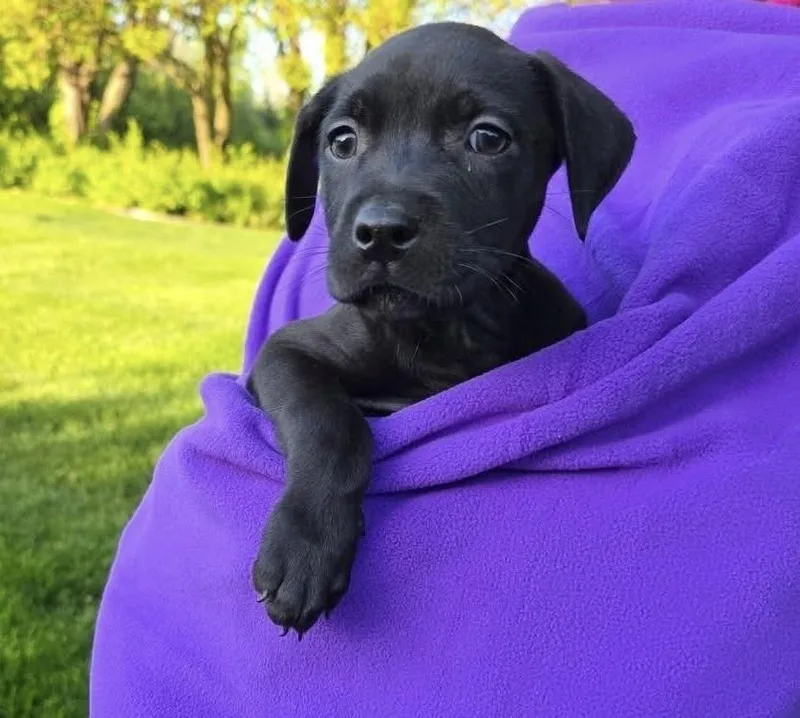 A baby medium-sized male Black Mixed Breed dog named Nickel for adoption in Orland Park, IL