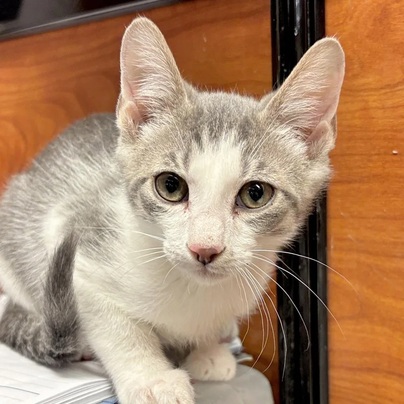 A baby medium-sized male Domestic Short Hair cat named Silver for adoption in Sonora, CA