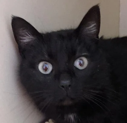 An adult medium-sized female Domestic Short Hair cat named Sparrow for adoption in Cincinnati, OH