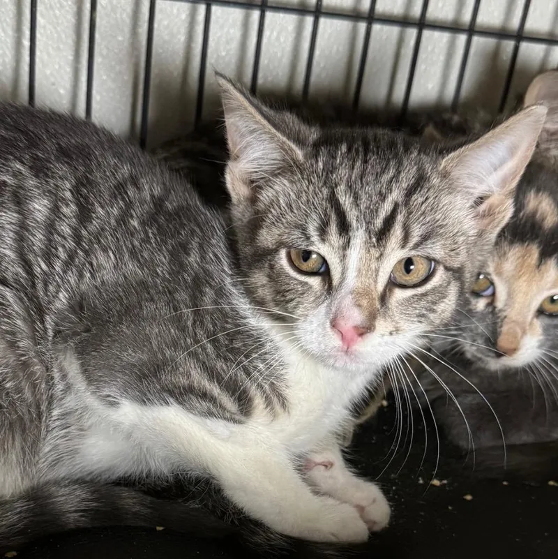 A baby medium-sized male Domestic Short Hair cat named Aristaeus for adoption in Saginaw, MI
