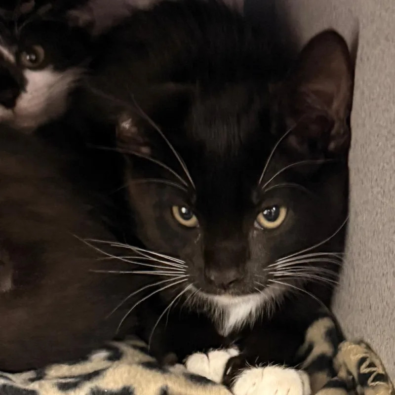 A baby small-sized male Black Domestic Short Hair cat named Taipan for adoption in Evansville, IN