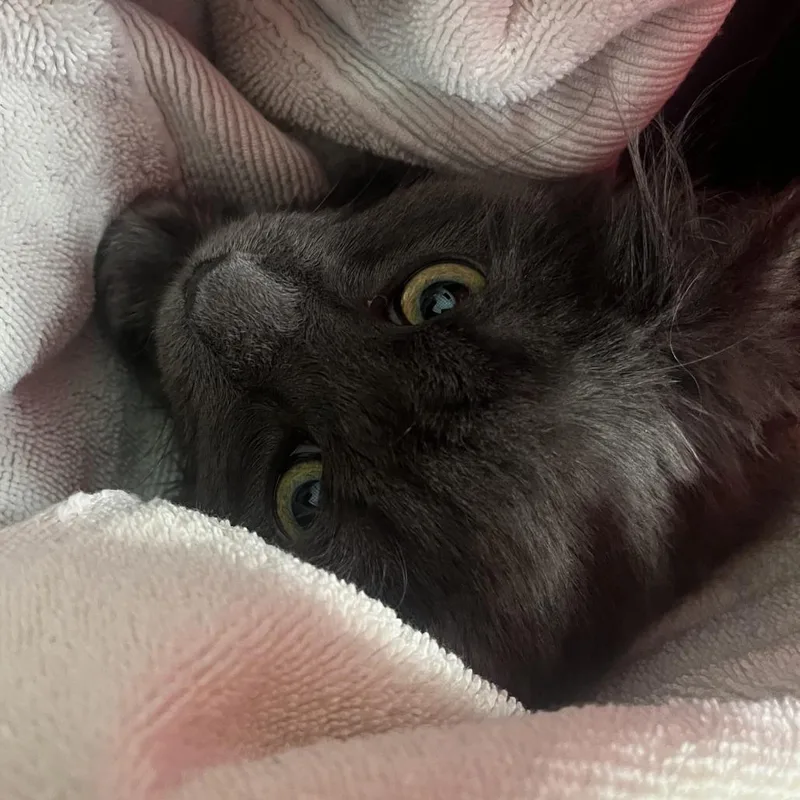 A young medium-sized male Gray / Blue / Silver Domestic Long Hair cat named Langdonopac for adoption in Oak Park, IL