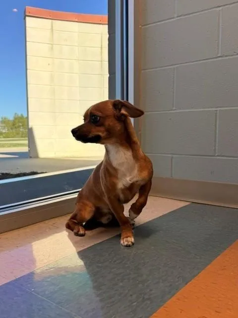 A young small-sized male Red / Chestnut / Orange Dachshund dog named Rascal for adoption in Fayetteville, AR