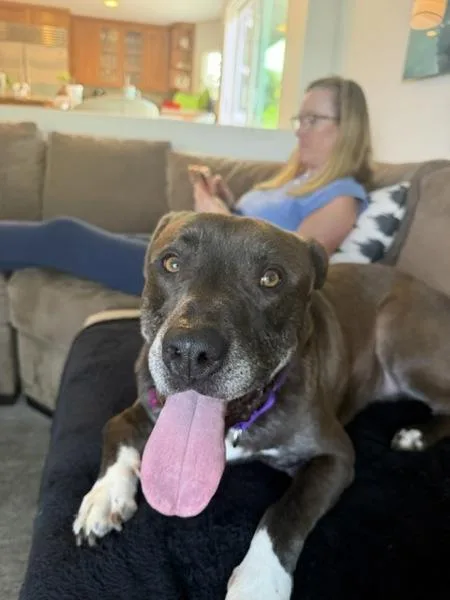 An adult large-sized male Pit Bull Terrier dog named Gordon for adoption in San Diego, CA
