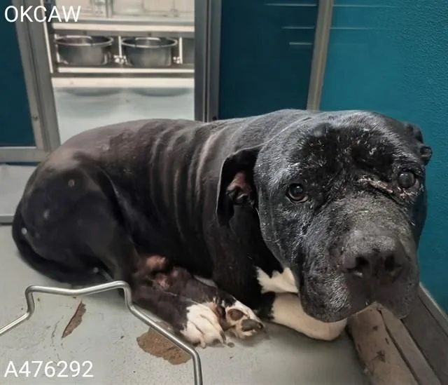 An adult extra large-sized male Pit Bull Terrier dog named Bert for adoption in Oklahoma City, OK