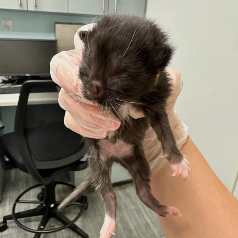 A baby small-sized male Black Domestic Medium Hair cat named Ink for adoption in Jacksonville, FL