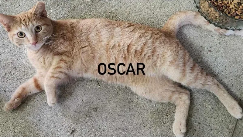 A young large-sized male Orange / Red Tabby cat named Oscar for adoption in Inez, KY