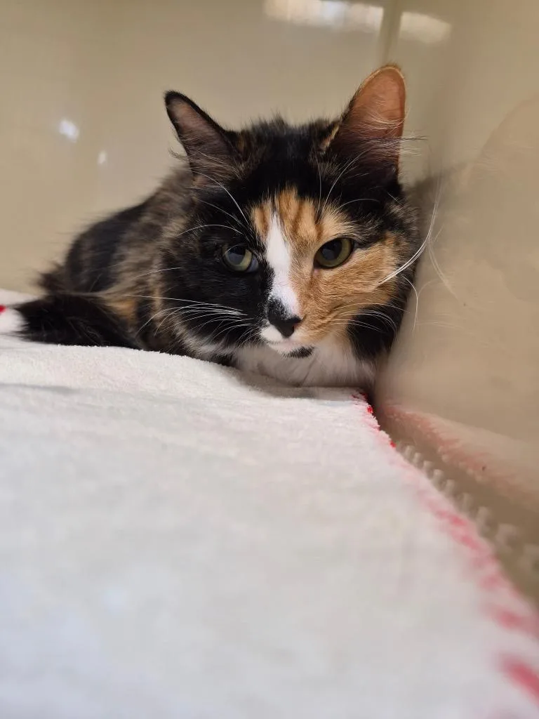 A young medium-sized female Domestic Medium Hair cat named Opal for adoption in Clinton, SC