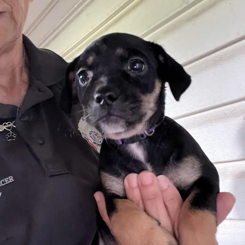 A baby small-sized male Black Mixed Breed dog named Sherlock for adoption in Monroeville, AL