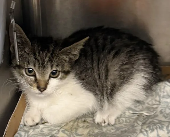 A baby small-sized female Domestic Short Hair cat named Frayway for adoption in Los Angeles, CA
