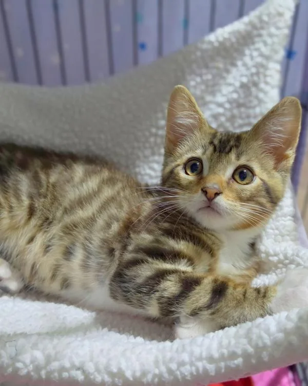 A baby small-sized male Domestic Short Hair cat named Morris for adoption in Novato, CA