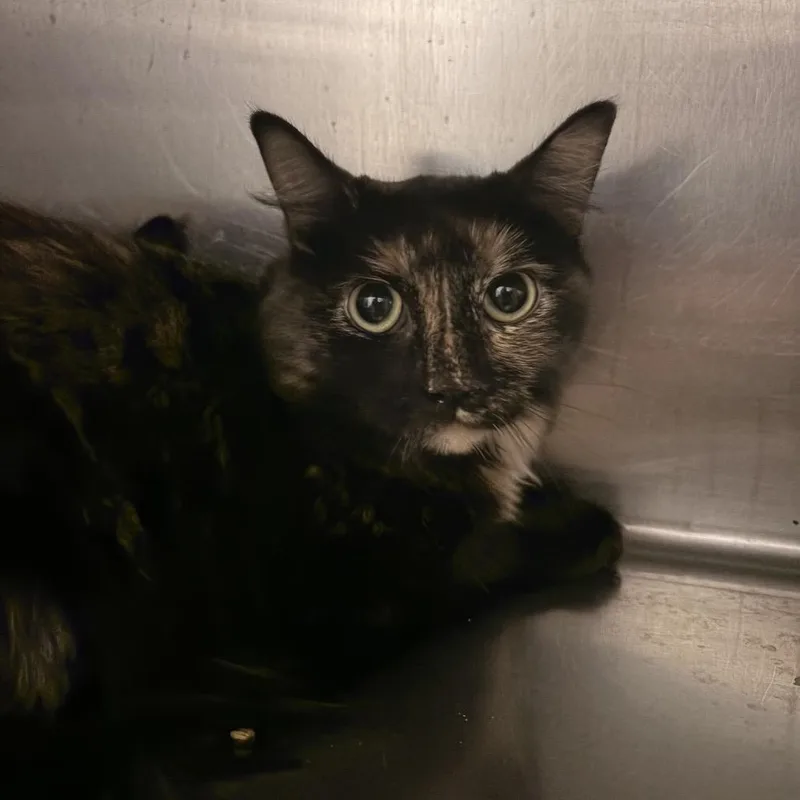 An adult medium-sized female Tortoiseshell Domestic Medium Hair cat named Kaleidoscope for adoption in Franklin, NC