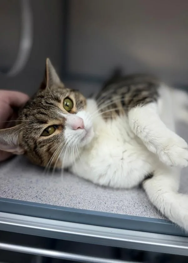 A young medium-sized female Domestic Short Hair cat named Coquita for adoption in Skillman, NJ