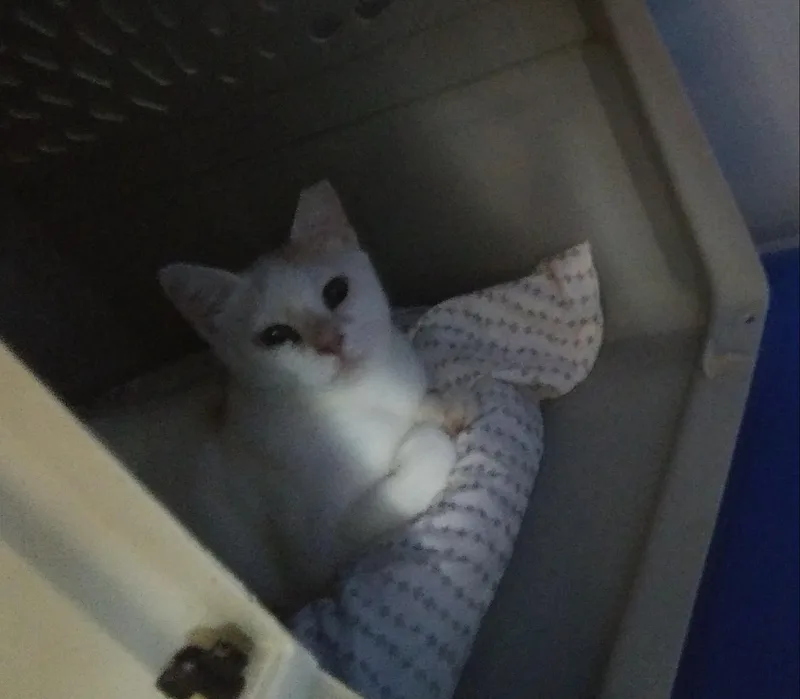 A young medium-sized female White Domestic Short Hair cat named Janet for adoption in Port Wentworth, GA