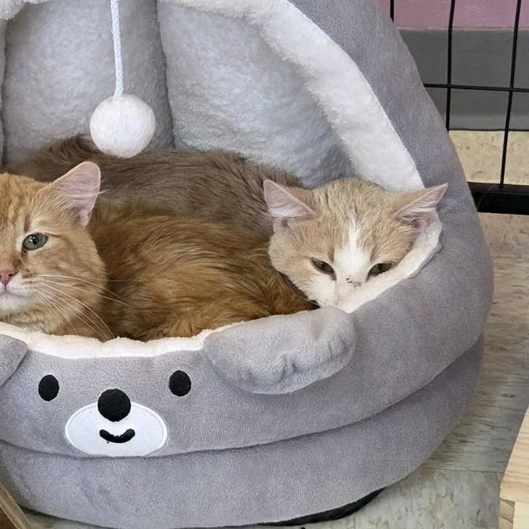 An adult medium-sized male Buff / Tan / Fawn Domestic Short Hair cat named Paul Mccatney for adoption in Branson, MO
