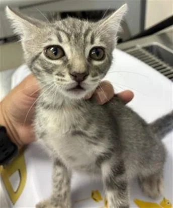 A baby small-sized female Domestic Short Hair cat named Bailey for adoption in Visalia, CA