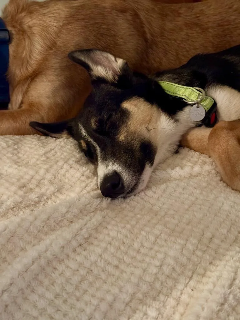 A baby medium-sized female Shepherd dog named Zelda for adoption in Salt Lake City, UT