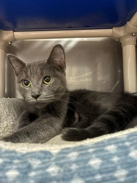 A young medium-sized female Domestic Short Hair cat named Leona for adoption in Ladysmith, WI