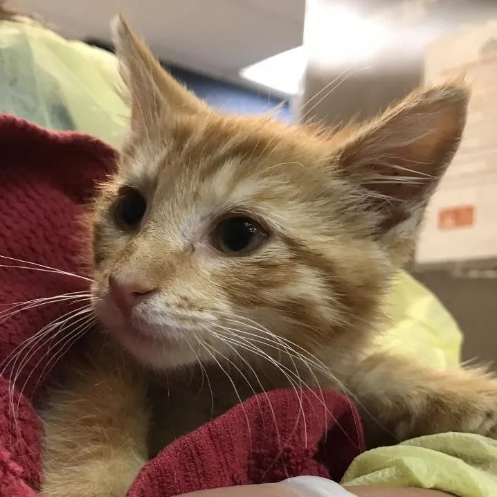 A baby small-sized male Orange / Red Domestic Short Hair cat named Gio for adoption in Newark, NJ