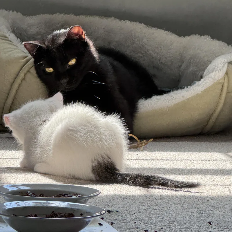 A young medium-sized male Black Domestic Short Hair cat named Hal for adoption in Pottstown, PA