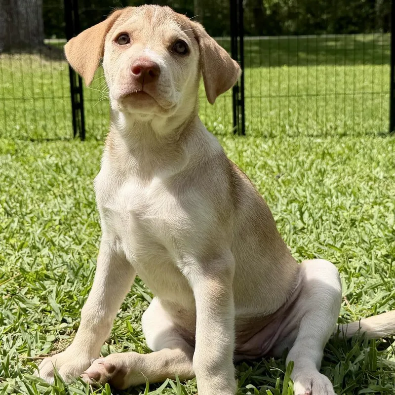 A baby small-sized female Yellow / Tan / Blond / Fawn Mixed Breed dog named Azalea for adoption in Livingston, TX
