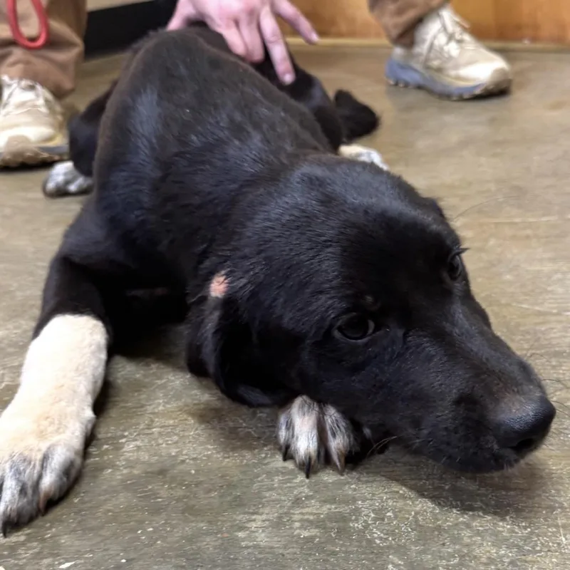 A baby medium-sized male Black Mixed Breed dog named Levi for adoption in Corinth, MS