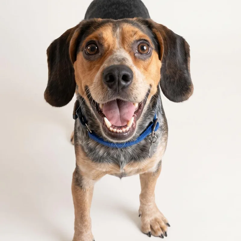A young medium-sized male Beagle dog named Holt for adoption in Albany, NY