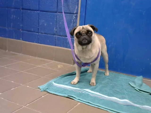 A young small-sized male Pug dog named Pingpong for adoption in Albuquerque, NM