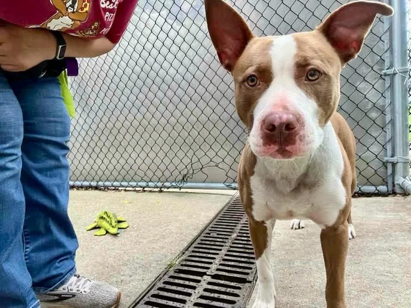 An adult medium-sized female Brown / Chocolate Pit Bull Terrier dog named Ro Ro for adoption in Chicago, IL