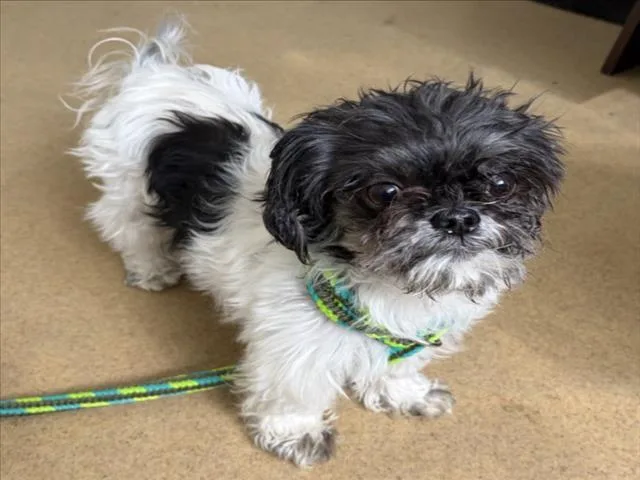 A senior small-sized male Shih Tzu dog named Ridiculous for adoption in Derwood, MD